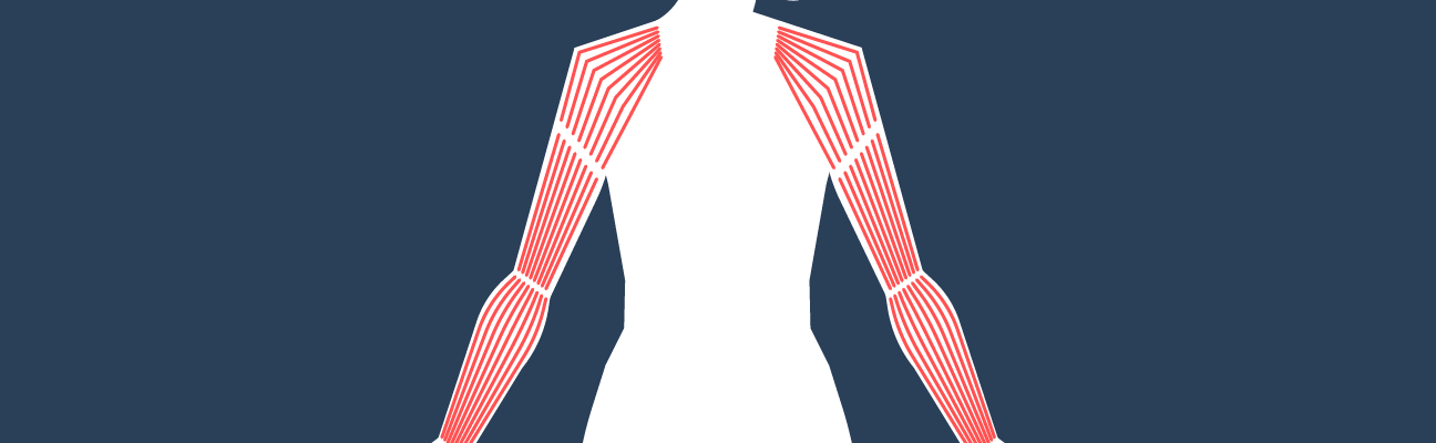 سیستم عضلانی