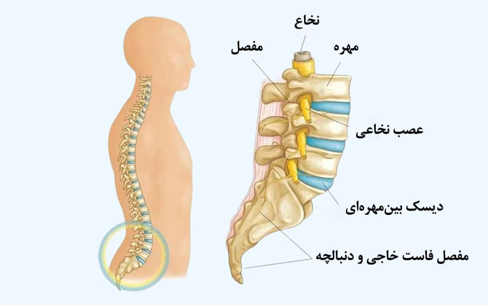 علائم بیماری های ستون فقرات چیست؟ 5 نشانه از علائم بیماری های ستون فقرات
