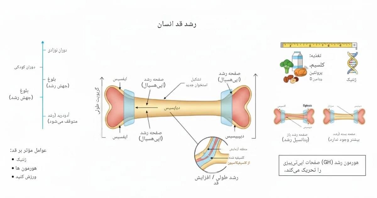 افزایش قد بعد از بسته شدن صفحات رشد؛ علائم، سن بسته شدن و راه‌های افزایش قد